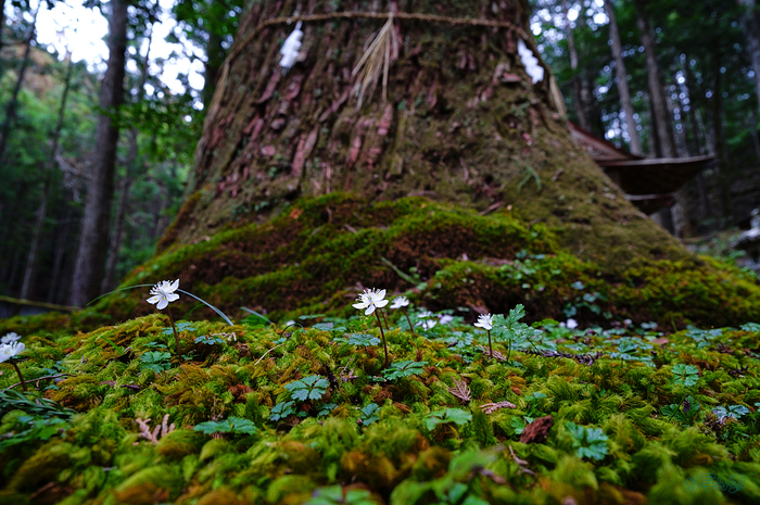 シグマ Sigma 200mm F2 DG OS | Sports ／ 奈良 吉野郡 十津川村の梅花